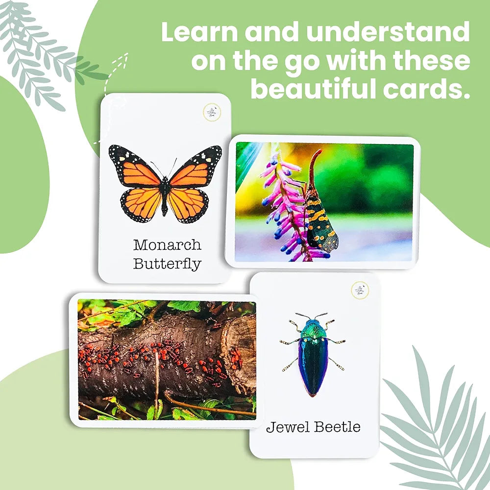 The Curious Bees - Wonder Bugs | 36 Laminated Anti-Glare Cards | Montessori Inspired Fun & Easy to Learn Toys for Kids