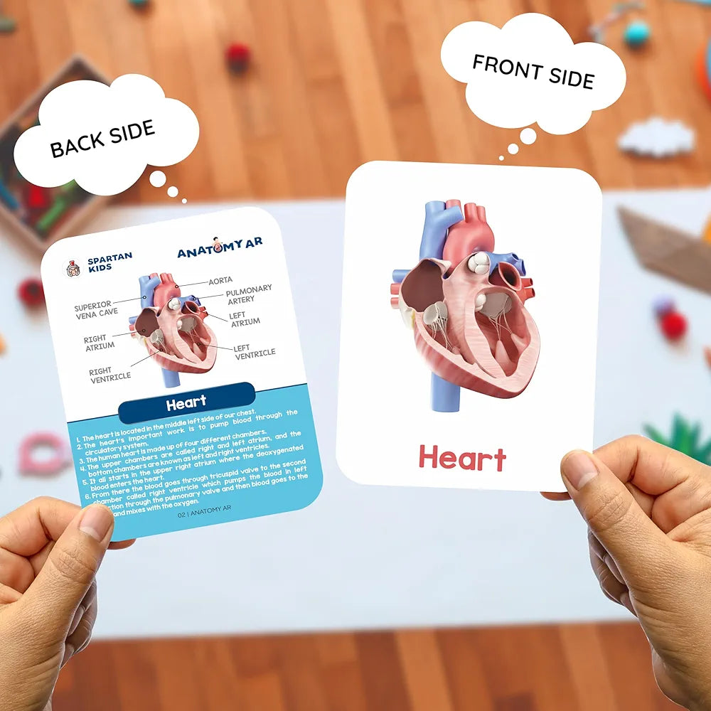 SPARTAN KIDS® Human Organs Flash Cards | Early Learning 4D Technology Flash Cards for Kids | 27 Augmented Reality Cards for Kids 3+ Years