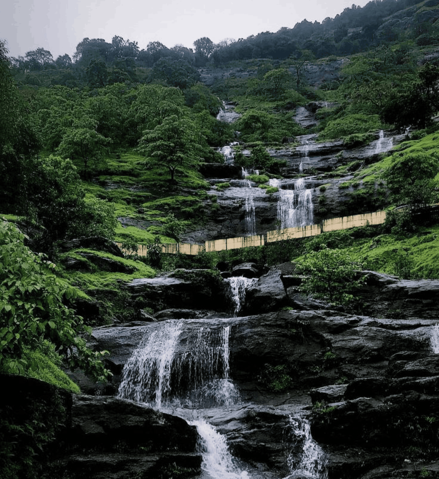 Monsoon Wild Signature - Monsoon Edition