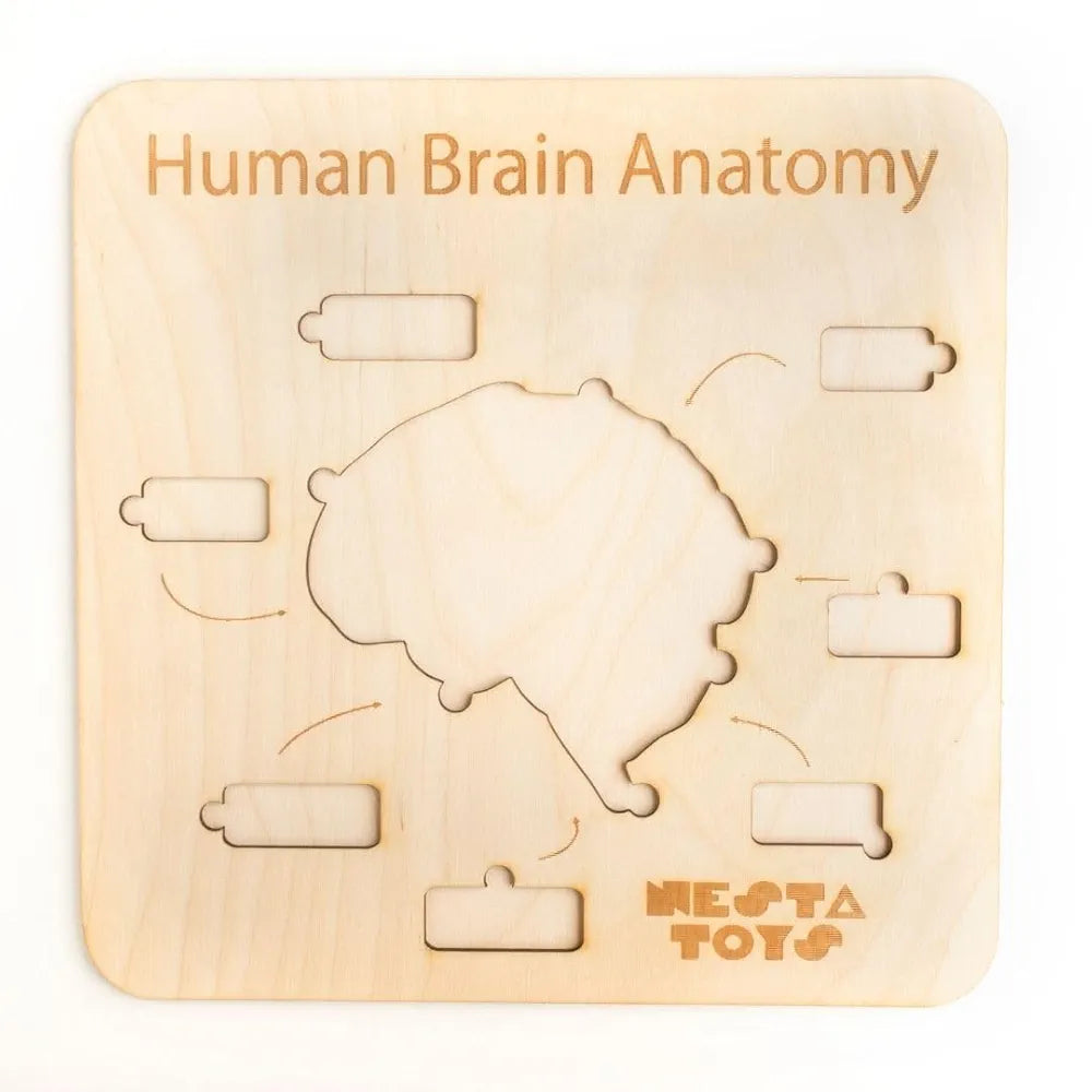 NESTA TOYS Montessori Learning Wooden Puzzle | Human Brain Anatomy Puzzle for Kids  | DIY Coloring Activity for Ages 4 5 6 7 8 Years