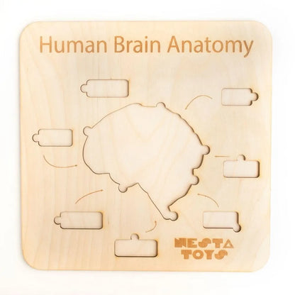NESTA TOYS Montessori Learning Wooden Puzzle | Human Brain Anatomy Puzzle for Kids  | DIY Coloring Activity for Ages 4 5 6 7 8 Years