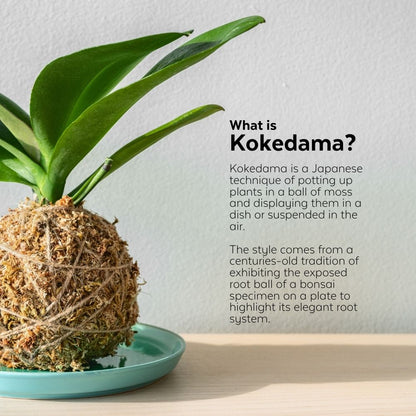 DIY Japanese Kokedama Kit