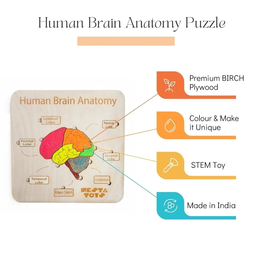 NESTA TOYS Montessori Learning Wooden Puzzle | Human Brain Anatomy Puzzle for Kids  | DIY Coloring Activity for Ages 4 5 6 7 8 Years