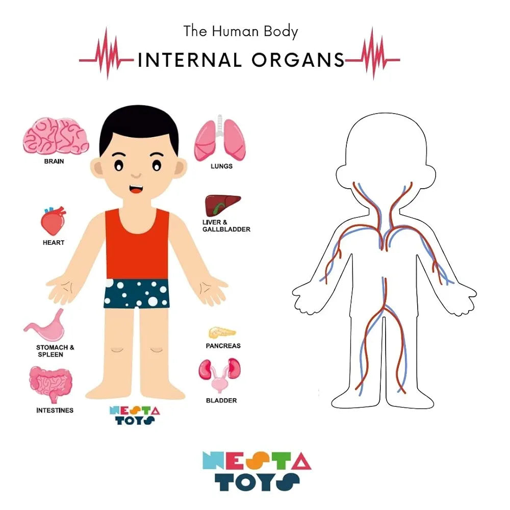 NESTA TOYS Montessori Learning Wooden Puzzle | Human Body Anatomy Puzzle for Kids  | Gift for Boys & Girls Ages 3 4 5 6 Years