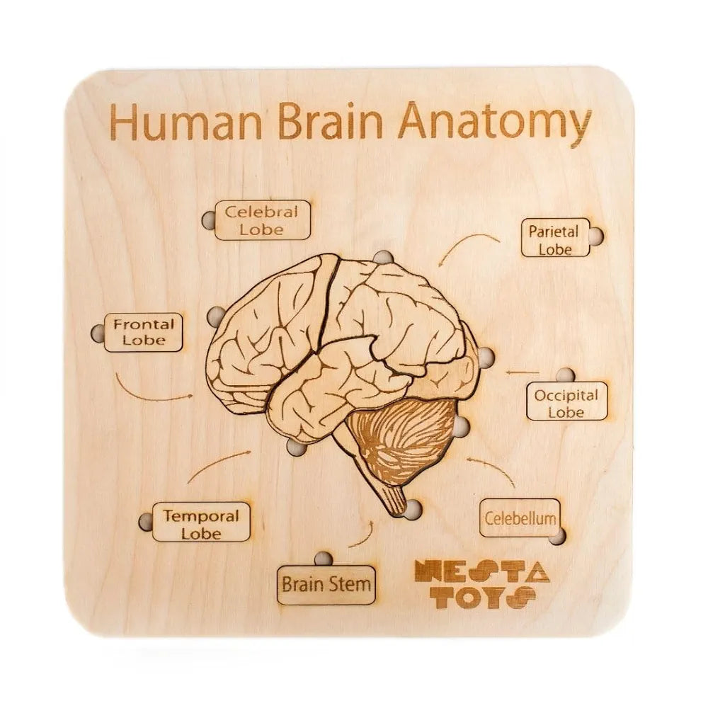 NESTA TOYS Montessori Learning Wooden Puzzle | Human Brain Anatomy Puzzle for Kids  | DIY Coloring Activity for Ages 4 5 6 7 8 Years