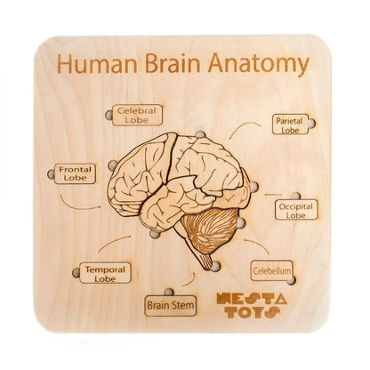 NESTA TOYS Montessori Learning Wooden Puzzle | Human Brain Anatomy Puzzle for Kids  | DIY Coloring Activity for Ages 4 5 6 7 8 Years