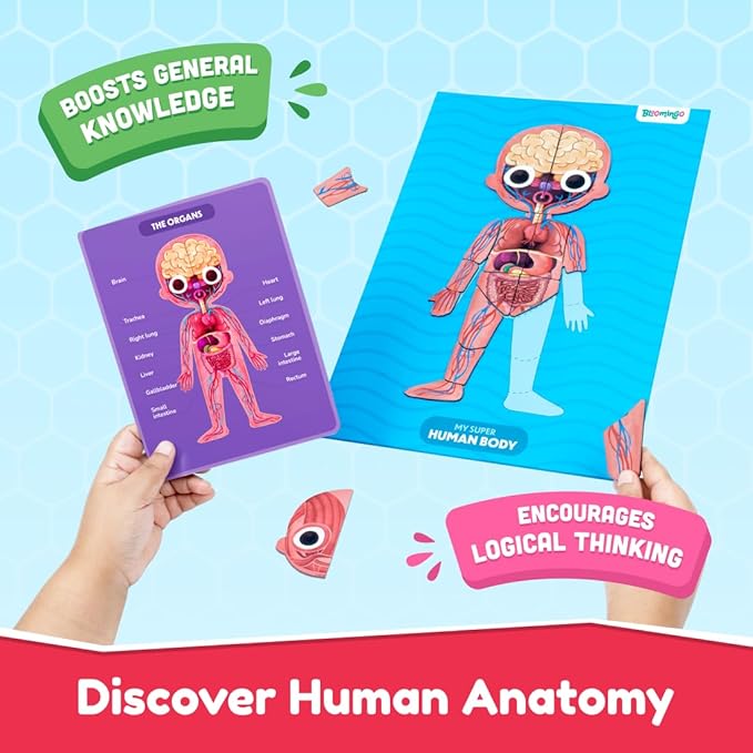 Bloomingo Learning Kit | Super Human Body | Discover the Human Body With Fun Magnetic Puzzles