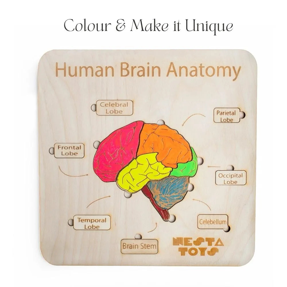 NESTA TOYS Montessori Learning Wooden Puzzle | Human Brain Anatomy Puzzle for Kids  | DIY Coloring Activity for Ages 4 5 6 7 8 Years