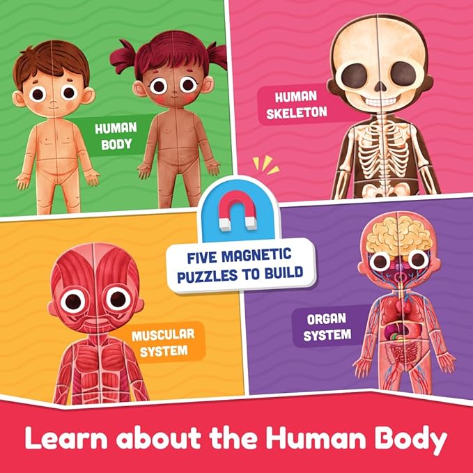 Bloomingo Learning Kit | Super Human Body | Discover the Human Body With Fun Magnetic Puzzles