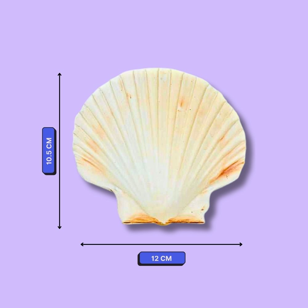 DIY Decoupage Shells Kit