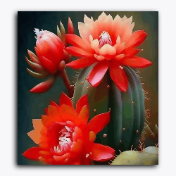 Red flower on Cactus