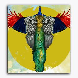 Peacock with Feathers