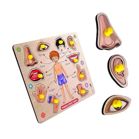 Highroof Body Part Puzzle Kids Wooden Toys For Kids 3 + Jigsaw Puzzles For Adults Baby Learning Toys